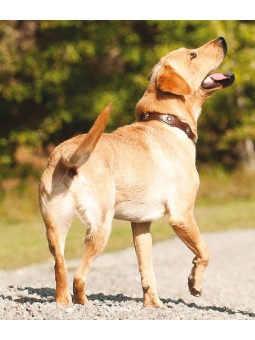 Sundance Collar