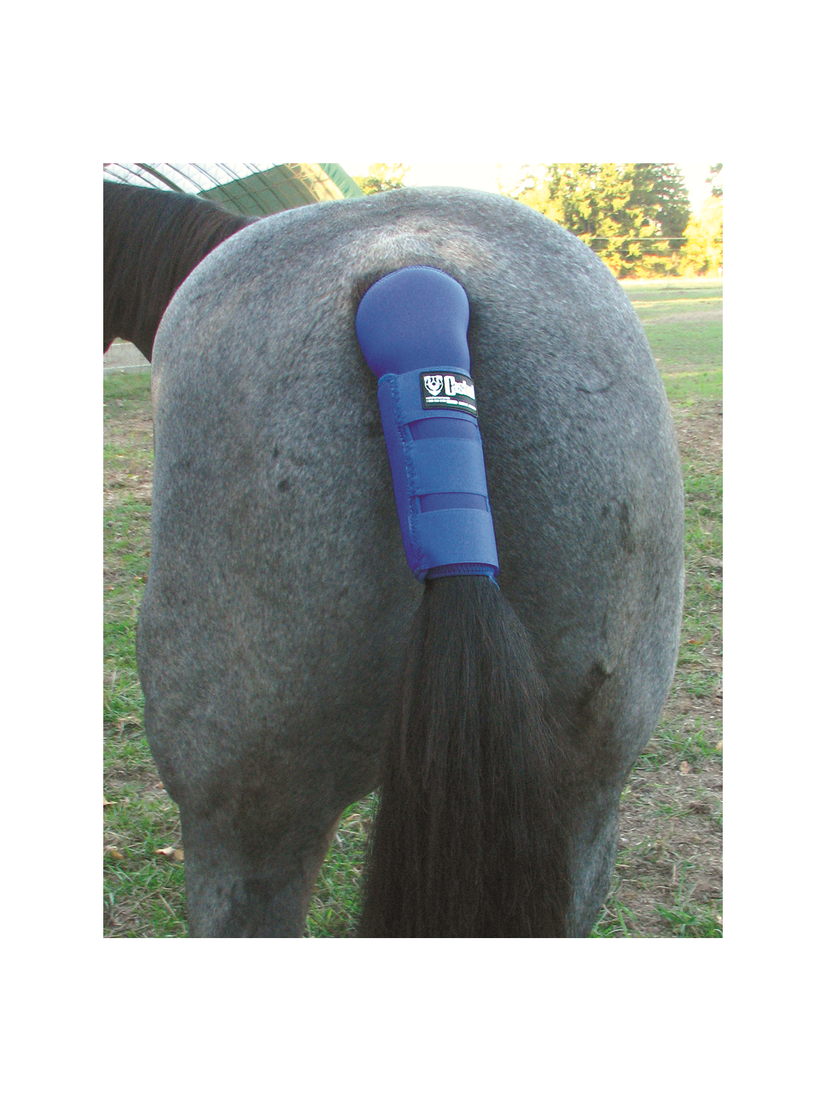 Tail Shield royal blue