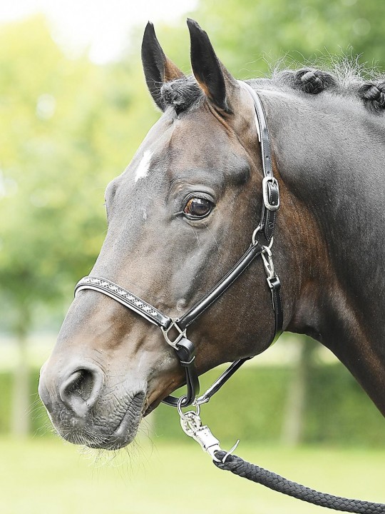 BUSSE Leather Halter Nobility