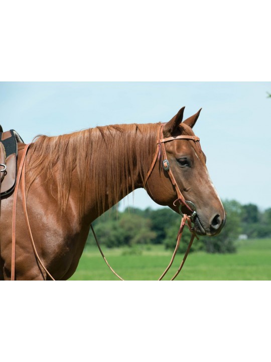 Futurity Knot Browband Headstall