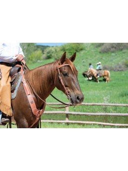 Rambler Futurity Knot Browband Headstall