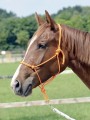 Rope Halter SMOOTH II orange