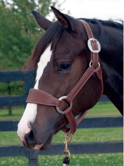 Stacy Westfall Bronc Halter
