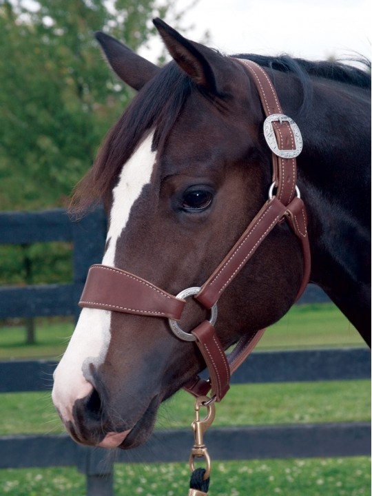 Stacy Westfall Bronc Halter